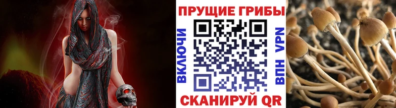 Псилоцибиновые грибы мицелий  Купить где  Сальск 